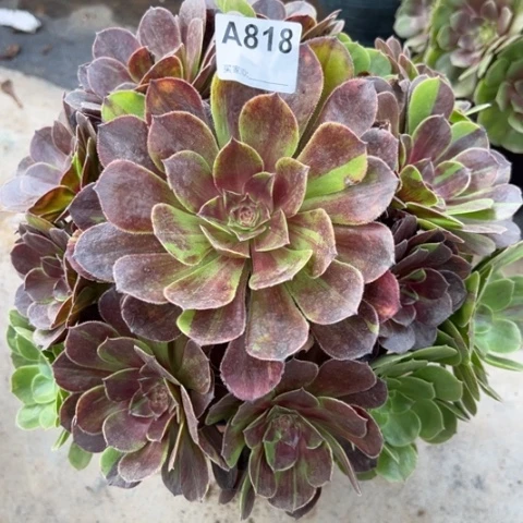 818花月夜30厘米左右