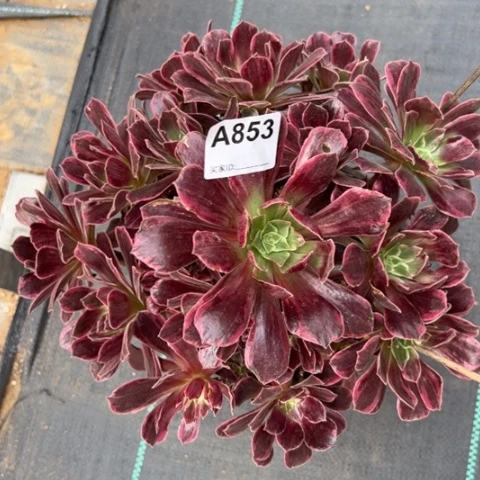 853白婚纱25厘米左右