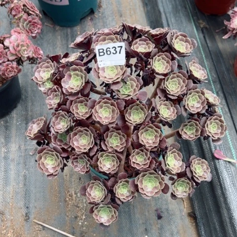 欧紫有断枝多肉35厘米637