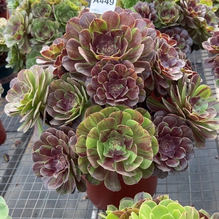 449花月夜40厘米左右