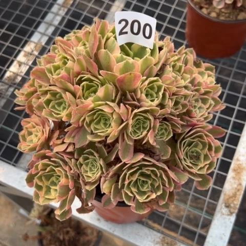 粉女郎多肉植物200
