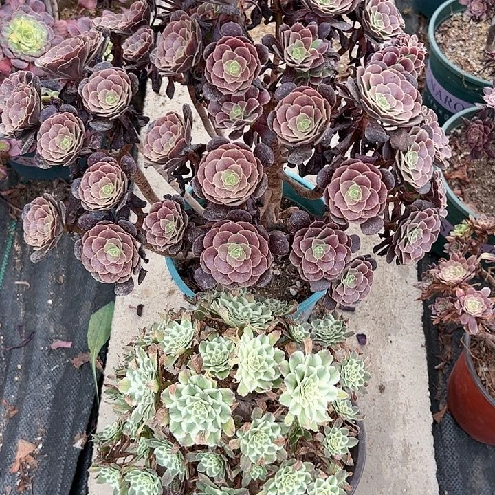 欧紫碧浪朵朵多肉219