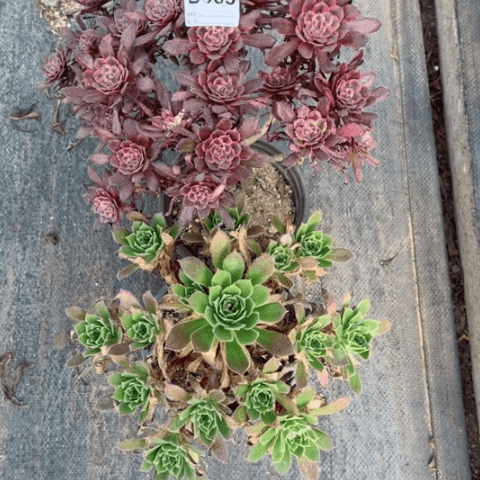 383号紫霞火凤凰多肉