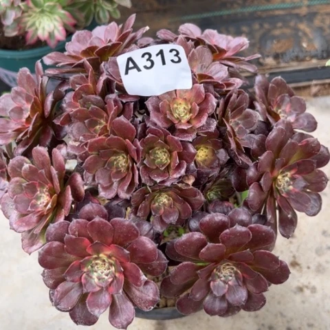 313烟花朵朵22厘米