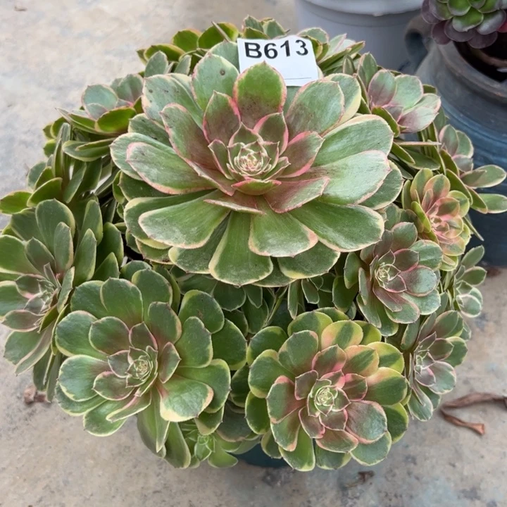 613粉花妖30厘米左右