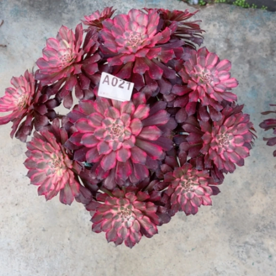 【闪购商品】21血姬多肉