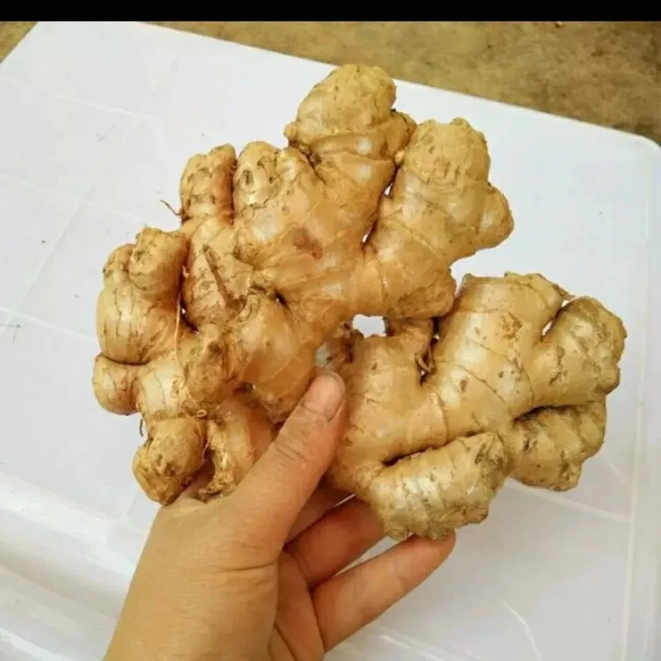 湖南正宗老姜小黄姜鲜辣月子姜老姜娘大生姜土姜老黄姜新生姜包邮