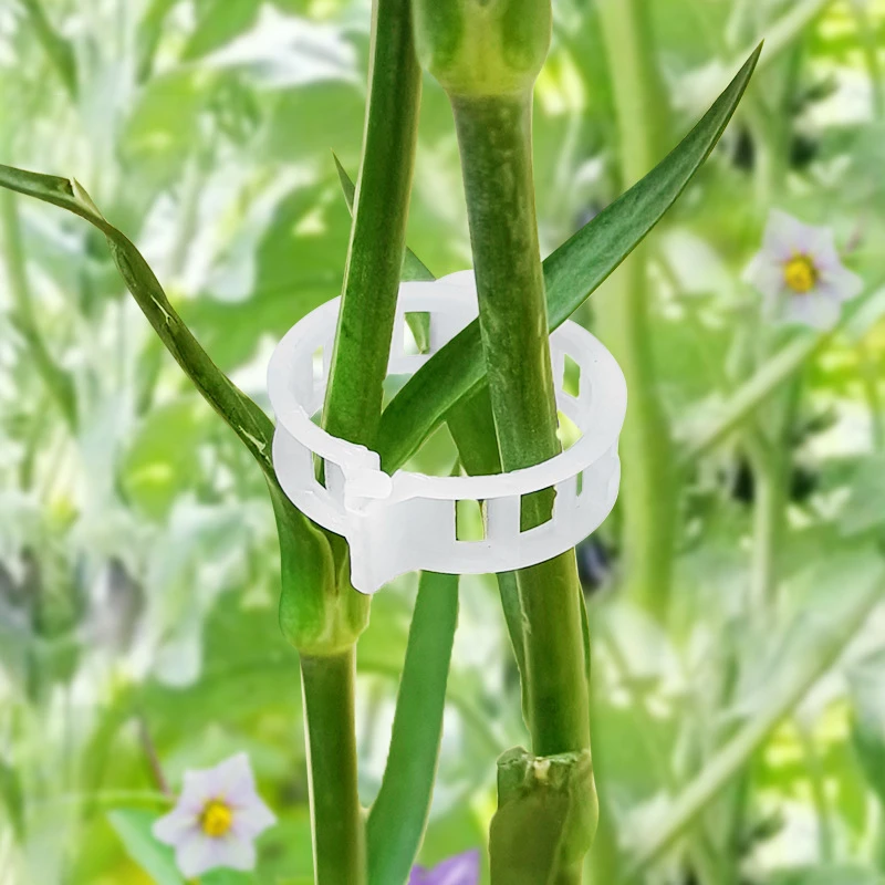 绿植果树植物固定夹卡扣藤蔓固定器秧苗爬藤支撑杆果蔬秧苗吊秧夹