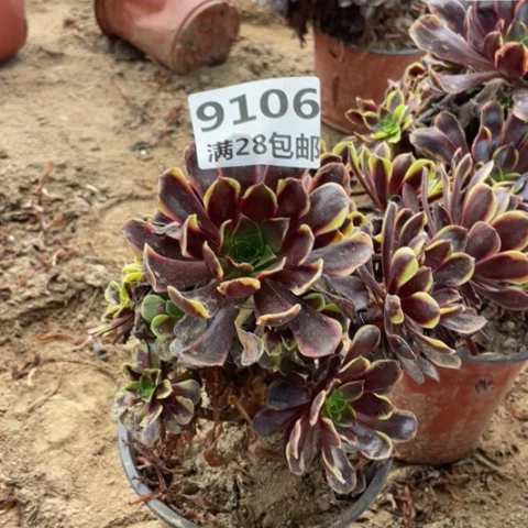 9106一号棚欧嘉莉