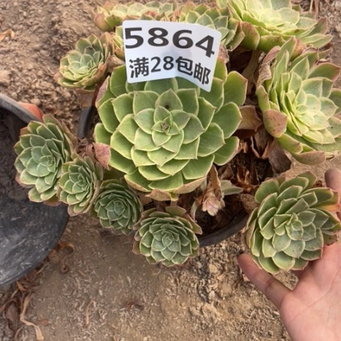 5864一号棚粉花妖多肉植物
