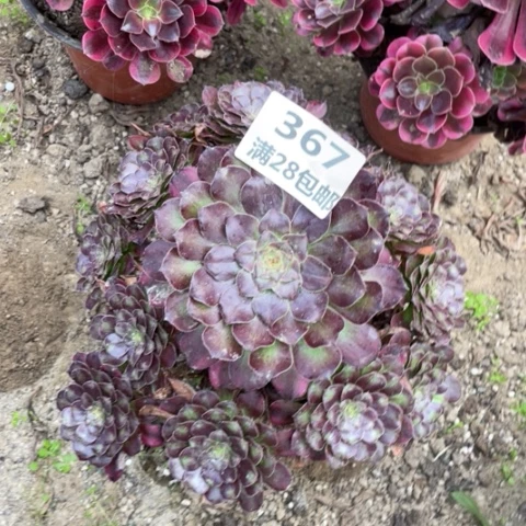 367三号棚多肉植物