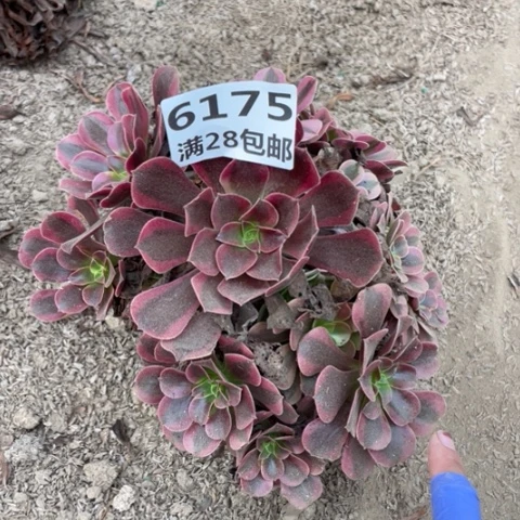 6175一号棚美杜莎