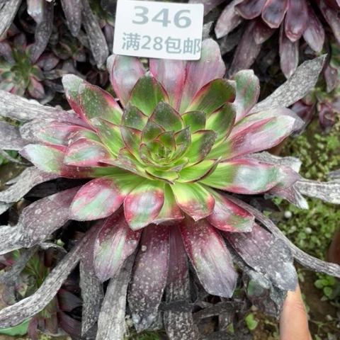 346三号棚巫毒拉丝