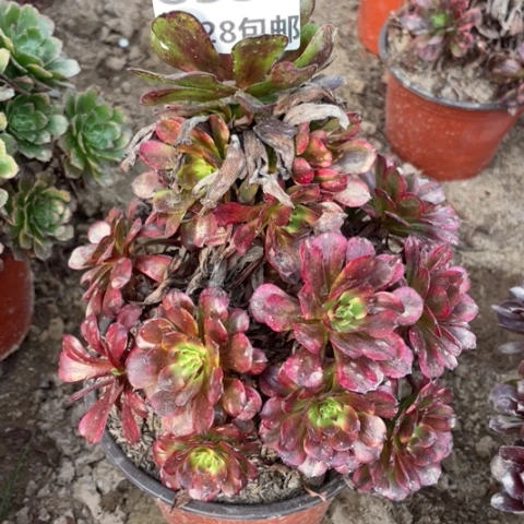 8331美肌多肉一号棚