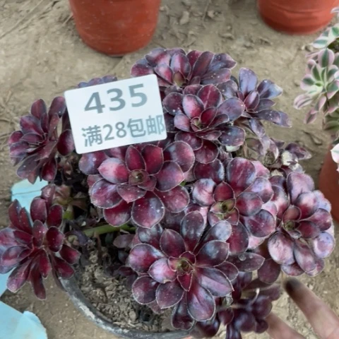 435三号棚魅力多肉