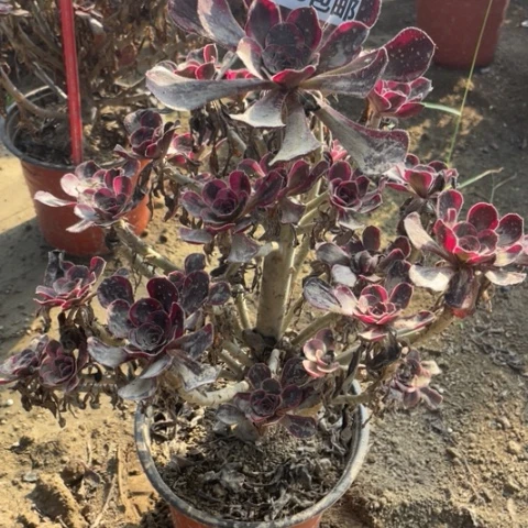 5361香奈儿多肉植物一号棚