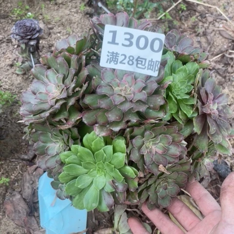 1300三号棚粉黛多肉