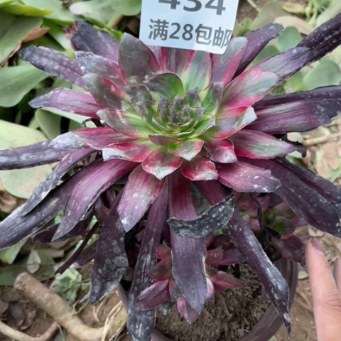 N****゛434三号棚多肉植物