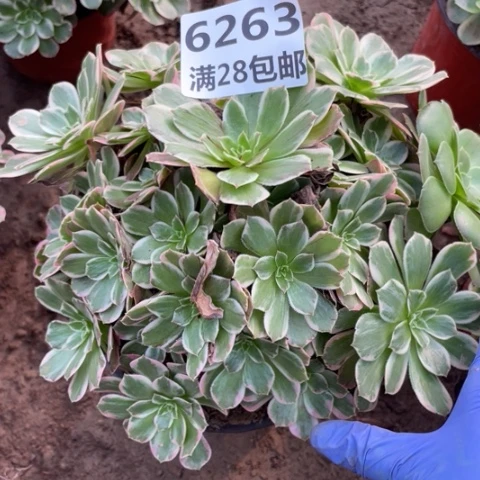 6263二号棚灰姑娘