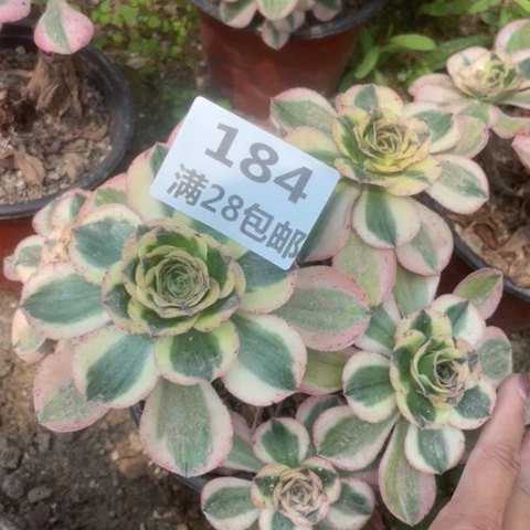 184三号棚多肉植物
