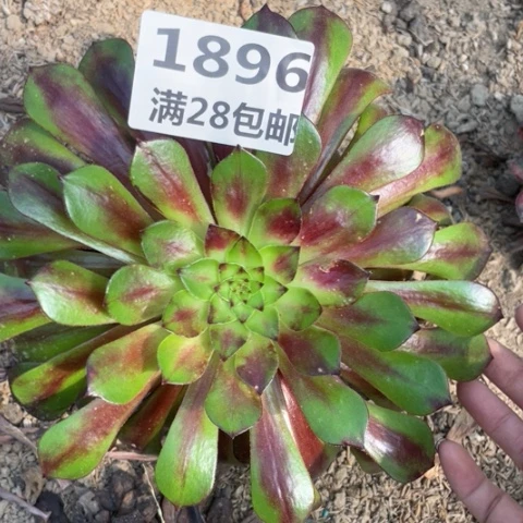 @****1896三号棚美肌中班多肉