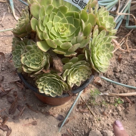 随**安1317二号棚粉花妖