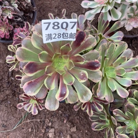 7807一号棚欧嘉莉