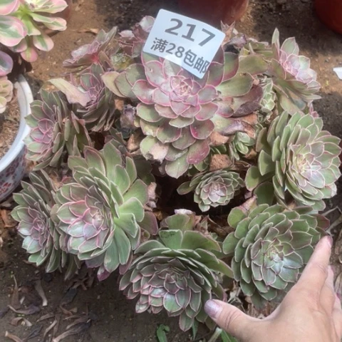 O****U217三号棚大莲花座