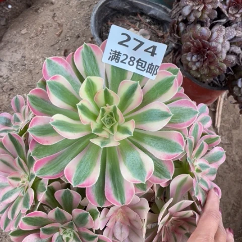 274三号棚粉女巫