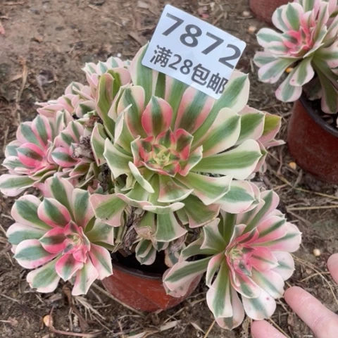 7872外边的女巫多肉