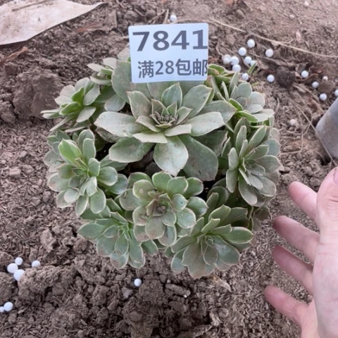 7841一号棚莲花座