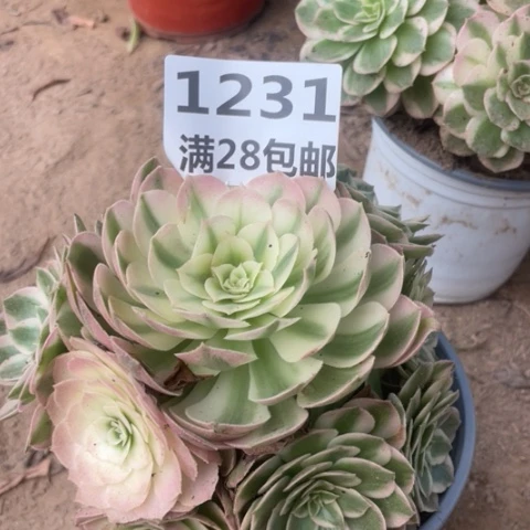 1231三号棚海王多肉