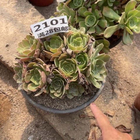 丫****单2101一号棚雅典娜