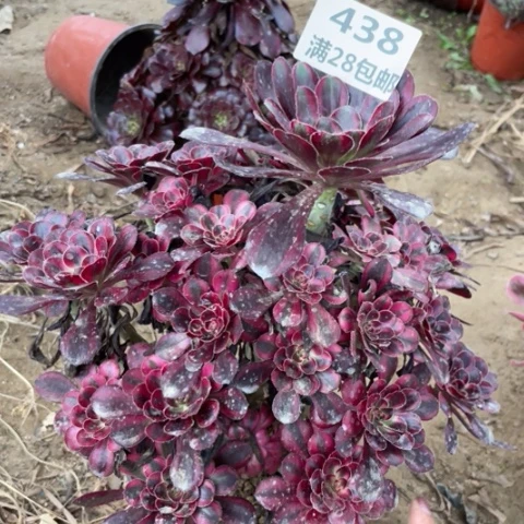 芒**斯438三号棚多肉植物