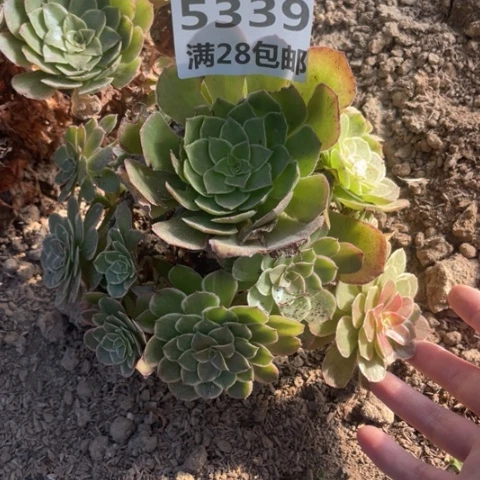 5339一号棚粉花妖