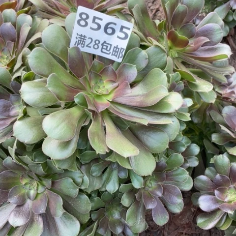 老****68565三号棚绍修七彩