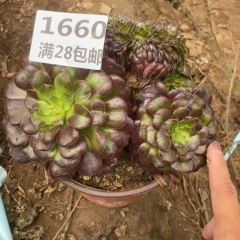 1660三号棚月产缀