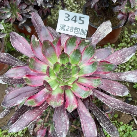 345三号棚巫毒拉丝