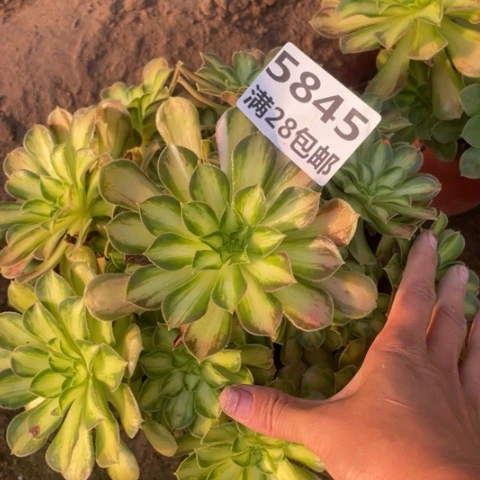5845一号棚韶华多肉植物