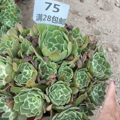 吕*爷75一号棚多肉植物