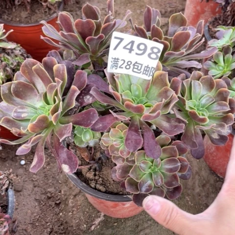 7498一号棚欧嘉莉