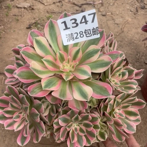 1347三号棚女巫多肉