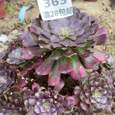 363三号棚舞天姬