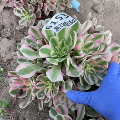 6153一号棚女巫多肉