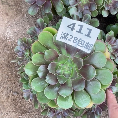 411三号棚多肉植物