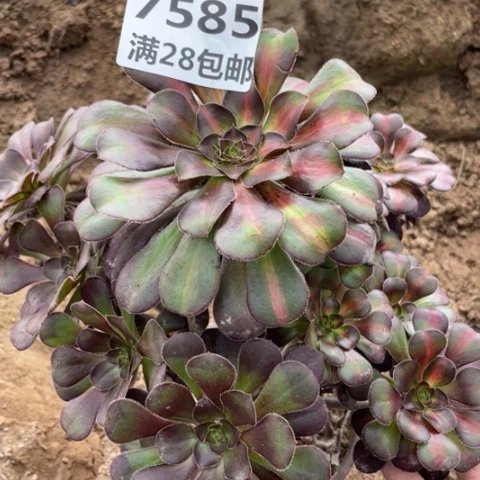 7585二号棚晚霞多肉