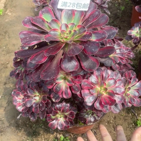 238三号棚多肉植物