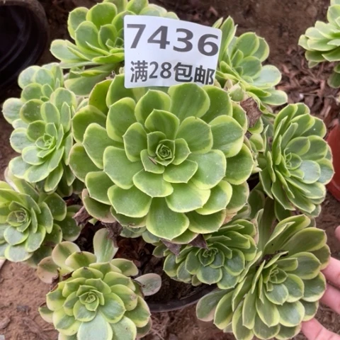 7436二号棚奶白多肉