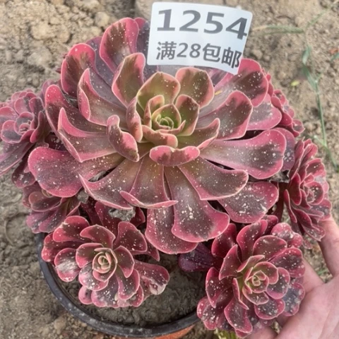 1254一号棚凤冠多肉