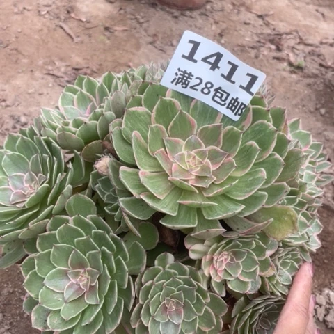 1411三号棚粉花妖